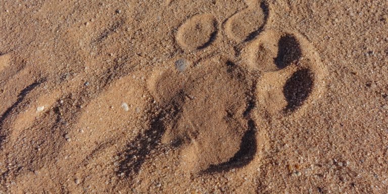 Lion spoor in the sand