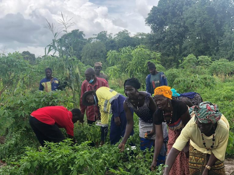 Farm Market Project, Siguiri Mine, Guinea